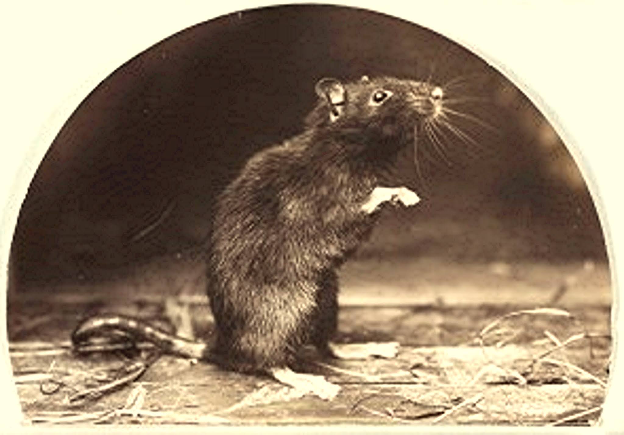 ShukerNature: RAT KINGS – A TANGLED TALE OF TANGLED TAILS